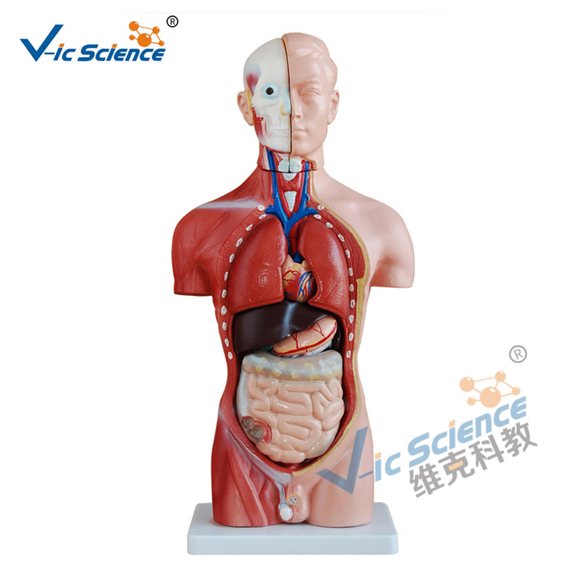 42cm manlig torso modell 13 delar medicinsk undervisningsmodell